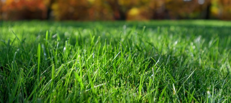 Holiday Season Lawn Maintenance