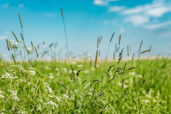 High Grass Trimming in Iowa City