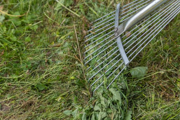 Cost of Thatch Raking in Iowa City